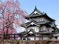 【さくらまつり-イメージ】全国屈指の桜の名所・弘前公園。春は2000本以上の桜が一面に咲き誇ります。