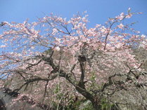 しだれ桜が春を告げます