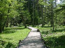 【癒しの森】森林セラピーロードに認定された森には木道が整備され、気軽に森林浴を楽しめます。