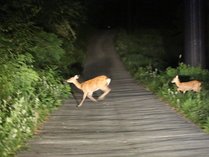 *夜のゲレンデナイトツアー　イメージ/鹿の親子2匹発見！！