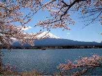 桜と富士山は最高の眺めです。