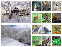 静かで美しい冬の森の中にあるアダージオ。テラスにはたくさんの野鳥や動物たちが訪れます。