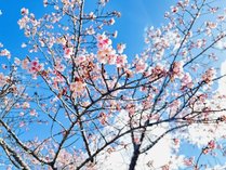 冬桜の宿　神泉