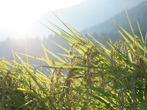 *飯山産のお米/寒暖差の厳しい飯山で育ったお米は、魚沼産コシヒカリに勝るとも評される幻のお米です