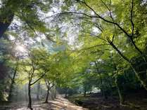 原始林の光に包まれて、古の森が守る宮島の静かなる朝の光景