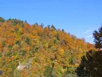 *標高が高い志賀高原ならではの透き通った青空に、木々の紅葉が良く映えます。