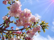 ■横輪桜は当館からお車で15分程。