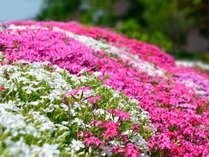 *[ニセコの春風景]色とりどりのお花が咲き乱れる華やかな季節の到来♪