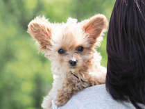 愛犬との思い出に！ペット専用【豪華】離れの露天風呂付き客室もあります。