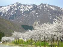 岩原麓の川沿いにある桜並木は例年ＧＷが見頃