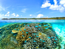 【シギラビーチ（リゾート内）】シギラビーチの中には鮮やかな熱帯魚や珊瑚の世界が広がっています。