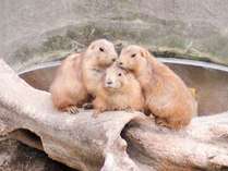 【高知県立のいち動物公園】プレーリードッグはドームに入って見ることができます。※写真はイメージです。