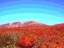 １０月初旬には、鮮やかな赤が栗駒山を染めます