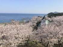 当ホテルから臨む桜並木！春だけの自慢の眺めです！
