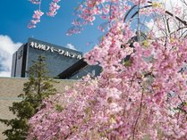 春はホテル一面桜で囲まれて散策花見にぴったり！ 写真