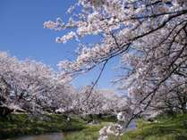 【春：玉湯川沿いの桜】約400本の桜の木が並ぶお花見スポット