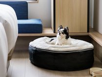 Dog　Friendly　Room：愛犬と一緒に地域を巡る旅を。