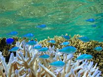 【シギラビーチ（リゾート内）】シギラビーチの中には鮮やかな熱帯魚や珊瑚の世界が広がっています