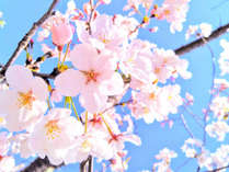 春が来た！「いなわしろ新八景」で桜を撮ろう！