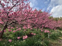 白浜伊古奈、白浜桜、土肥桜、大島桜、朋華など約120本の桜を楽しめます。AMMOSから車で約8分ほど。