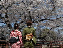 【桜】春の象徴。小江戸川越には多くのお花見スポットがあります。