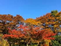 登山やツーリングに☆紅葉の見ごろは例年１０月中旬ごろからです(*´ω｀*)
