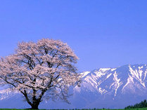 一本桜と岩手山
