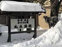 白骨温泉　かつらの湯　丸永旅館