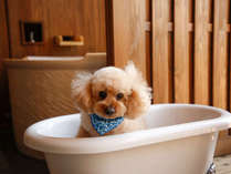 専有露天風呂とワンちゃん用アメニティを設える客室で愛犬とのひと時を。ドッグランも併設。
