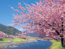 【河津桜】春の訪れを一足早く…河津さくらのおもてなし