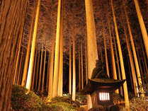 ライトアップされた百年杉庭園。霧島館でご覧いただけます。