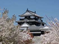 春の松山城は桜が咲きます