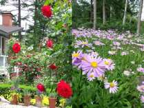 手入れの行き届いた庭も評判のひとつ。バラは６月中旬より、ヒメシオンは８月の庭を彩ります。
