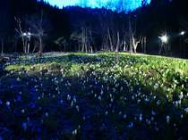 　【春】水芭蕉の森ライトアップ