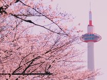 京都タワーと桜