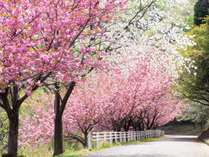 当館すぐ桜スポット、桜並木の散歩コース