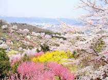 花見山の桜・梅・桃の花が今見ごろです