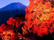 【川口湖畔の紅葉回廊】車で35分程となる富士山を背景にした紅葉回廊は人気のドライブスポットです。