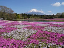 富士山と一面ピンクの富士芝桜のコラボレーションは絶景！