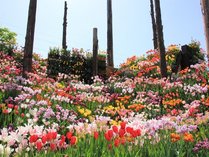 チューリップフェア2022　花の大谷　画像提供：砺波市