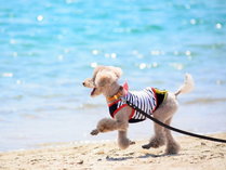 白浜の美しい海を愛犬と一緒に満喫♪