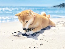 白浜で愛犬も非日常を味わえます