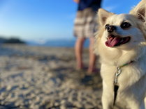 愛犬と一緒に白良浜をお散歩♪