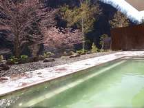 桜を見ながら露天風呂 写真