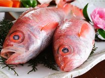 【ノドグロ】幻の高級魚と称される「のどぐろ」の脂ののった塩焼きは天下一品！