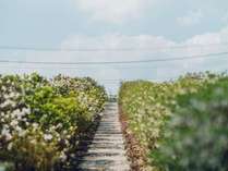 【つむぎ茶畑】遠州綿紬のストライプ柄をイメージし、ツツジとチャノキを交互に配置した茶畑。