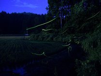湯田川温泉では6月上旬～7月中旬にかけて自然発生のホタル観賞ができます！