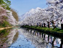 【桜】2月から咲き誇る早咲きの『河津桜』をはじめ伊豆は桜の見どころ満載