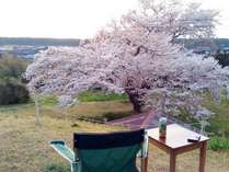 当園の大桜越しの日本海の景色です、只今満開中！お花見バベキューはいかが？