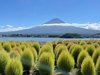 当館からすぐの大石公園。富士と河口湖の人気スポット。